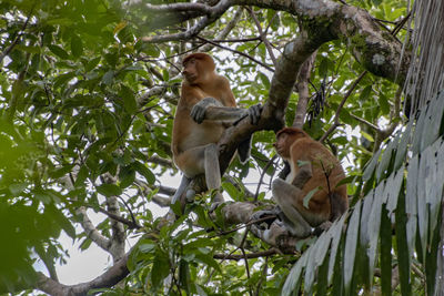 Low angle view of monkey on tree