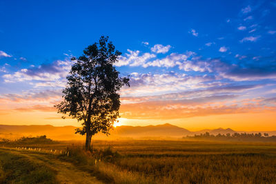 Tree on field against sky during sunset