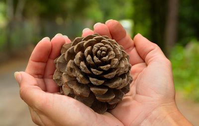 Hands holding nature