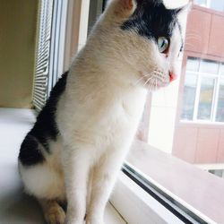 Close-up of a cat looking away