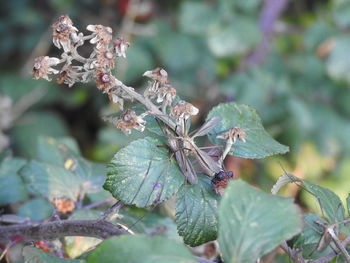 Close-up of butterfly on plant