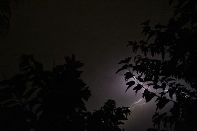 Low angle view of silhouette tree against clear sky at night