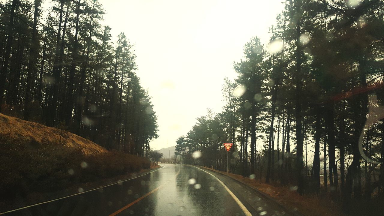 tree, the way forward, road, transportation, diminishing perspective, day, no people, nature, outdoors, tranquility, sky, growth, landscape, scenics, clear sky, beauty in nature