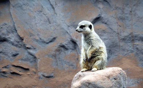 Meerkat on rock