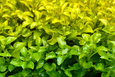 Full frame shot of fresh green plants