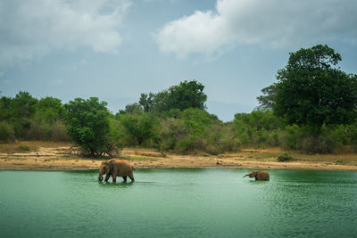 Horses in a lake