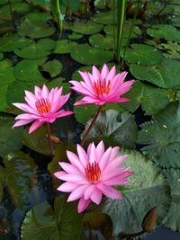 Close-up of pink lotus water lily in lake