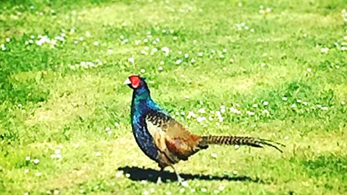 Close-up of bird on grass