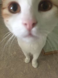 Close-up portrait of white cat