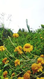 Close-up of yellow flowers blooming on field against sky