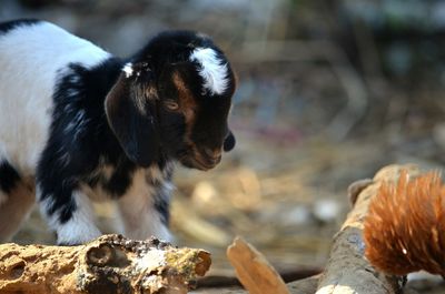 Close-up of lamb