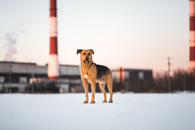 Portrait of dog standing on street against sky during sunset