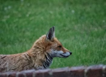 Side view of a dog looking away