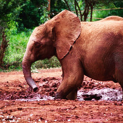 animal themes