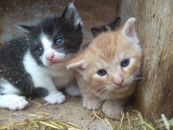 Close-up portrait of cats