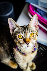 Close-up portrait of cat