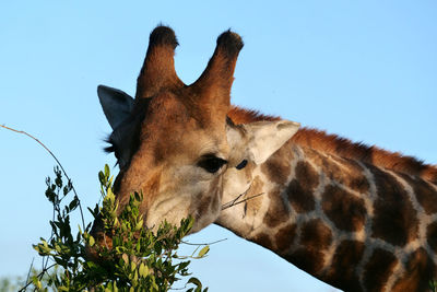 Low angle view of giraffe against sky