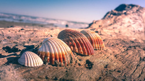 Close-up of seashell on beach