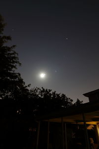 Low angle view of trees against clear sky at night