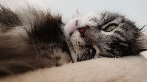 Close-up of cat resting on bed