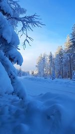 Snow covered trees on field against sky