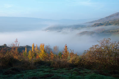 Panoramic shot of trees on landscape against sky