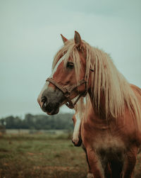 Close-up of a horse on field