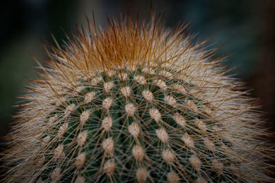 Close-up of cactus plant