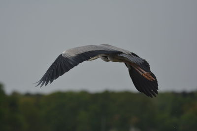 Bird flying over the sky