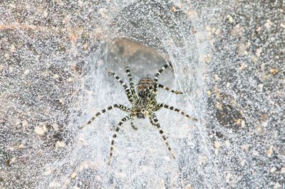 Spider on web in tropical rain forest