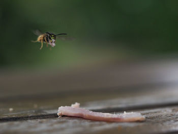 Close-up of bird flying