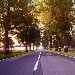 Empty road along trees