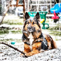 Dog in snow