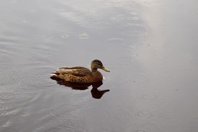 High angle view of duck swimming in lake