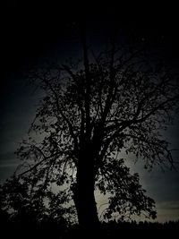 Low angle view of silhouette tree against sky at night