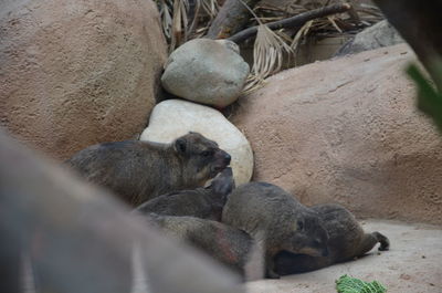 High angle view of cat sleeping on rock