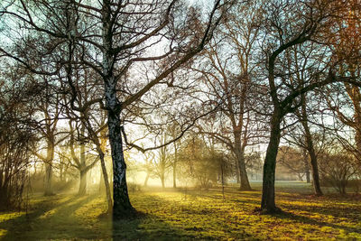 Bare trees on field during foggy weather