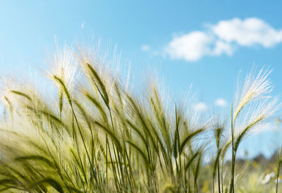 Plant background with barley grass close up in sunny against blue sky, copy space