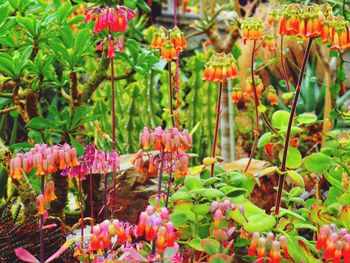 Close-up of flowering plants