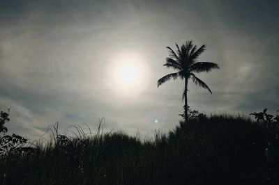 Silhouette palm tree on field against sky at sunset