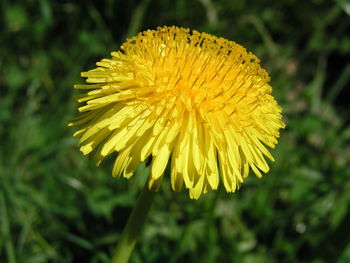 Close-up of yellow flower blooming outdoors