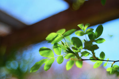 Close-up of green plant