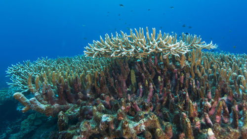 View of coral in sea