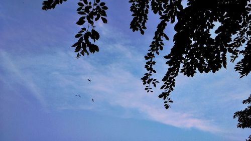 Low angle view of birds flying against sky