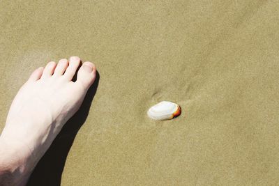 Low section of man standing by seashell on sand at beach