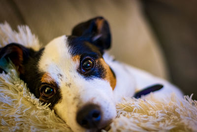 Close-up portrait of dog resting