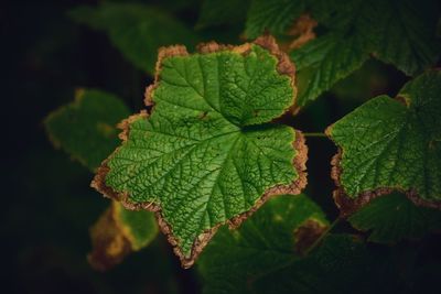 Close-up of green leaves