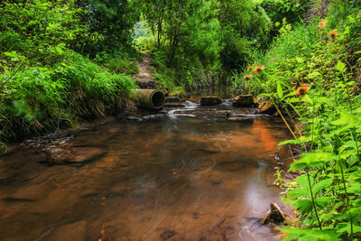 Stream flowing through rocks in forest