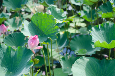 Close-up of pink lotus water lily