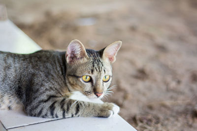 Portrait of cat relaxing outdoors